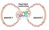 MRSA in handcuffs.jpg